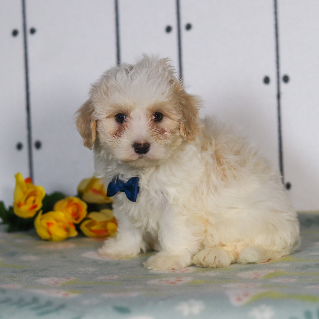 Leon - Available 5/14