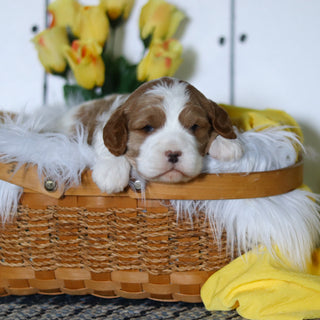 Vinny - Available 5/14