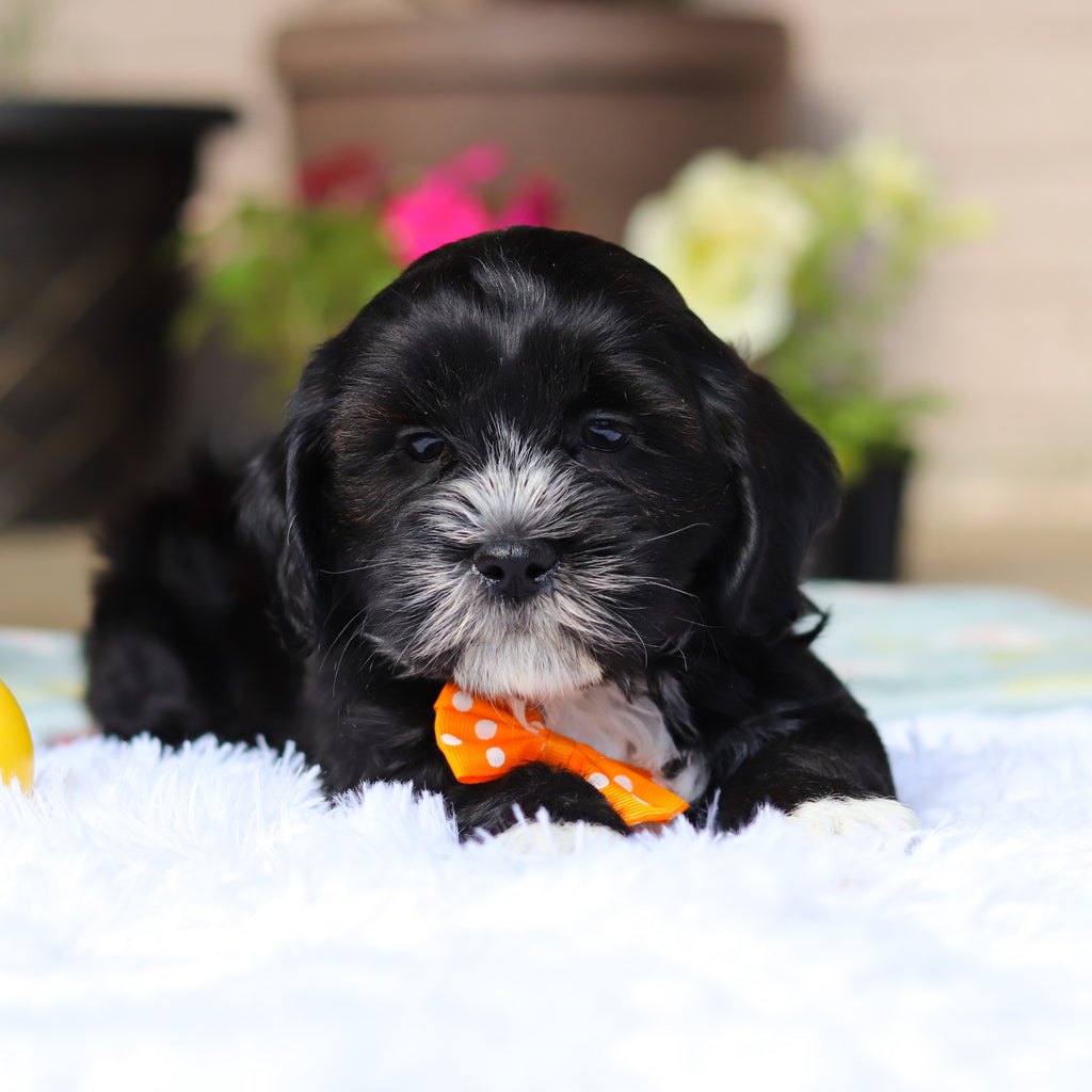 Bentley - Available 5/21