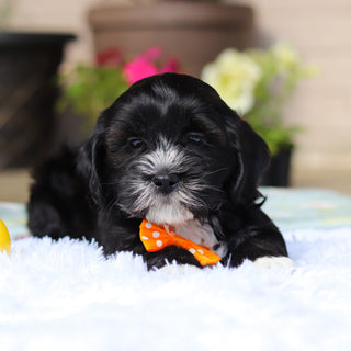 Bentley - Available 5/21