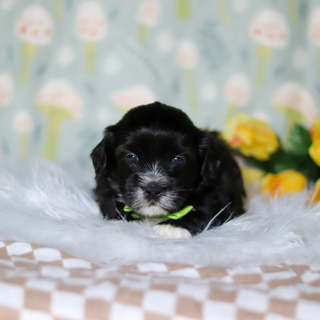 Bentley - Available 5/21