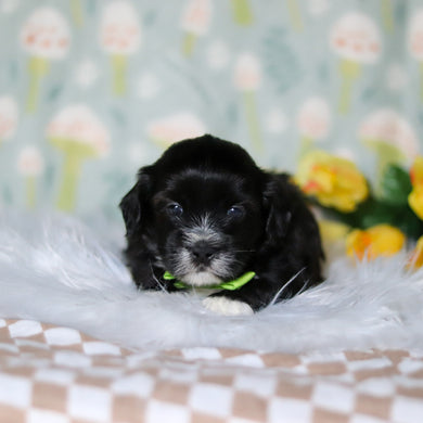 Bentley - Available 5/21