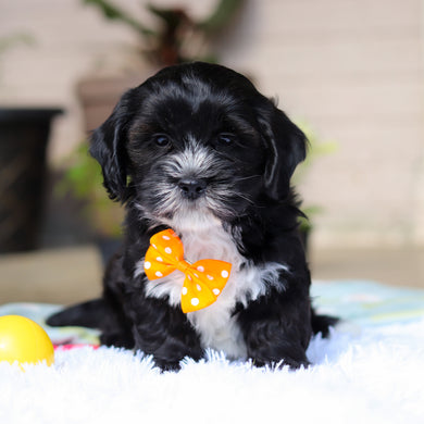Bentley - Available 5/21