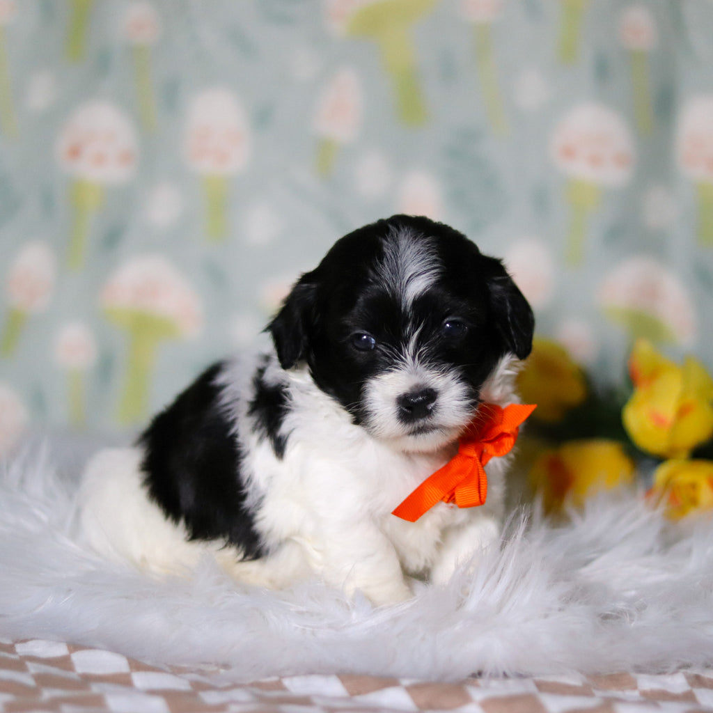 Oliver - Available 5/21