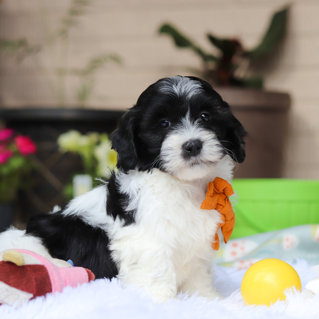Oliver - Available 5/21