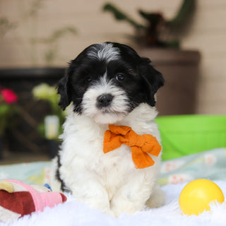 Oliver - Available 5/21