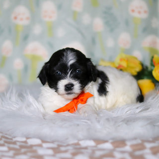 Oliver - Available 5/21