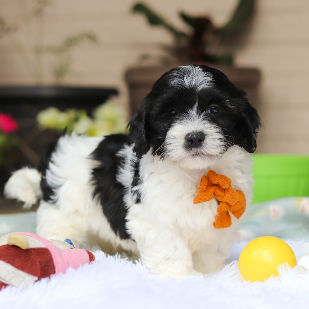 Oliver - Available 5/21