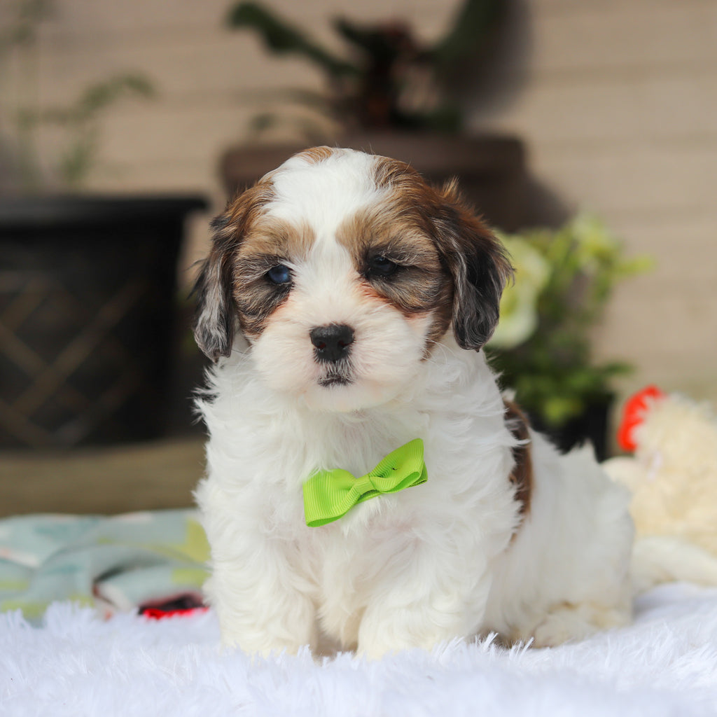 Toby - Available 5/21