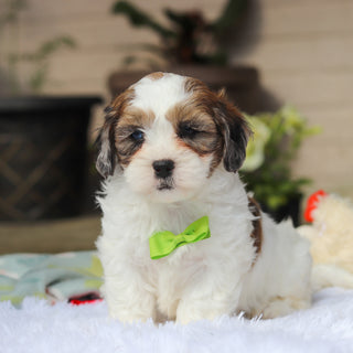 Toby - Available 5/21