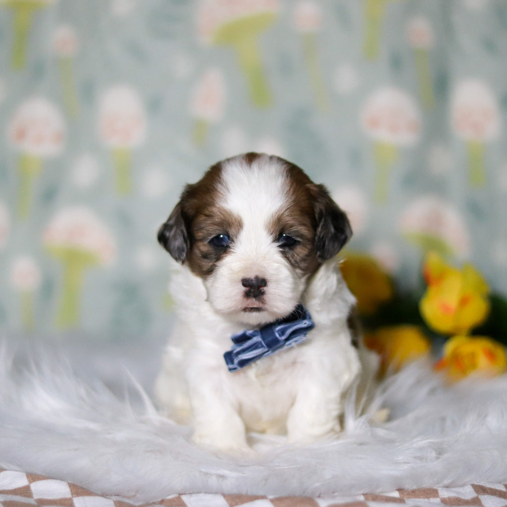 Toby - Available 5/21