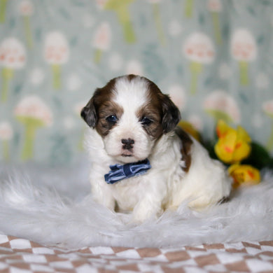 Toby - Available 5/21