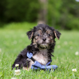 Reese - Available 6/11