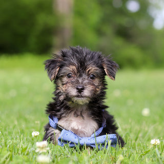 Reese - Available 6/11