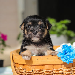 Reese - Available 6/11