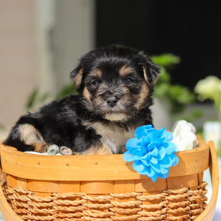 Reese - Available 6/11