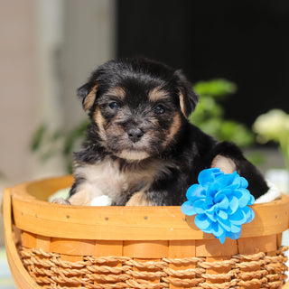 Reese - Available 6/11