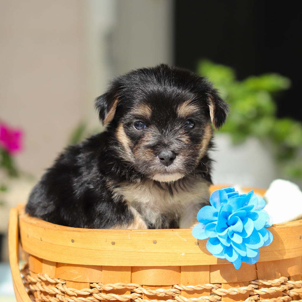 Reese - Available 6/11