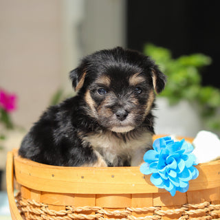 Reese - Available 6/11