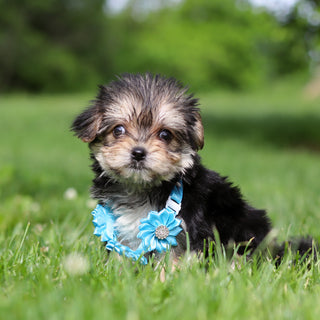 Rocky - Available 6/11