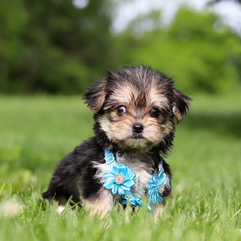 Rocky - Available 6/11