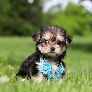 Rocky - Available 6/11