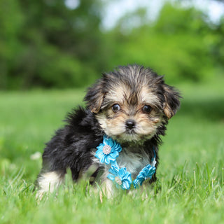 Rocky - Available 6/11