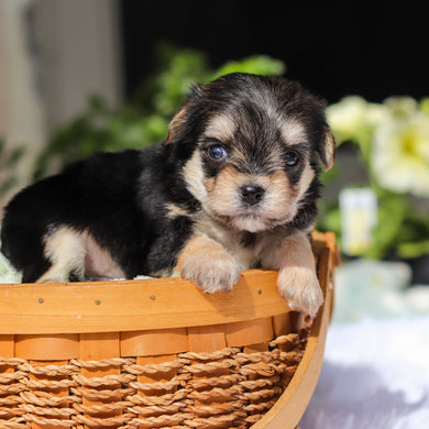 Rocky - Available 6/11