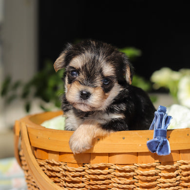 Rocky - Available 6/11