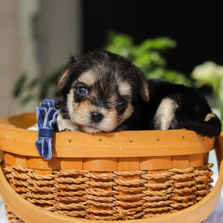 Rocky - Available 6/11