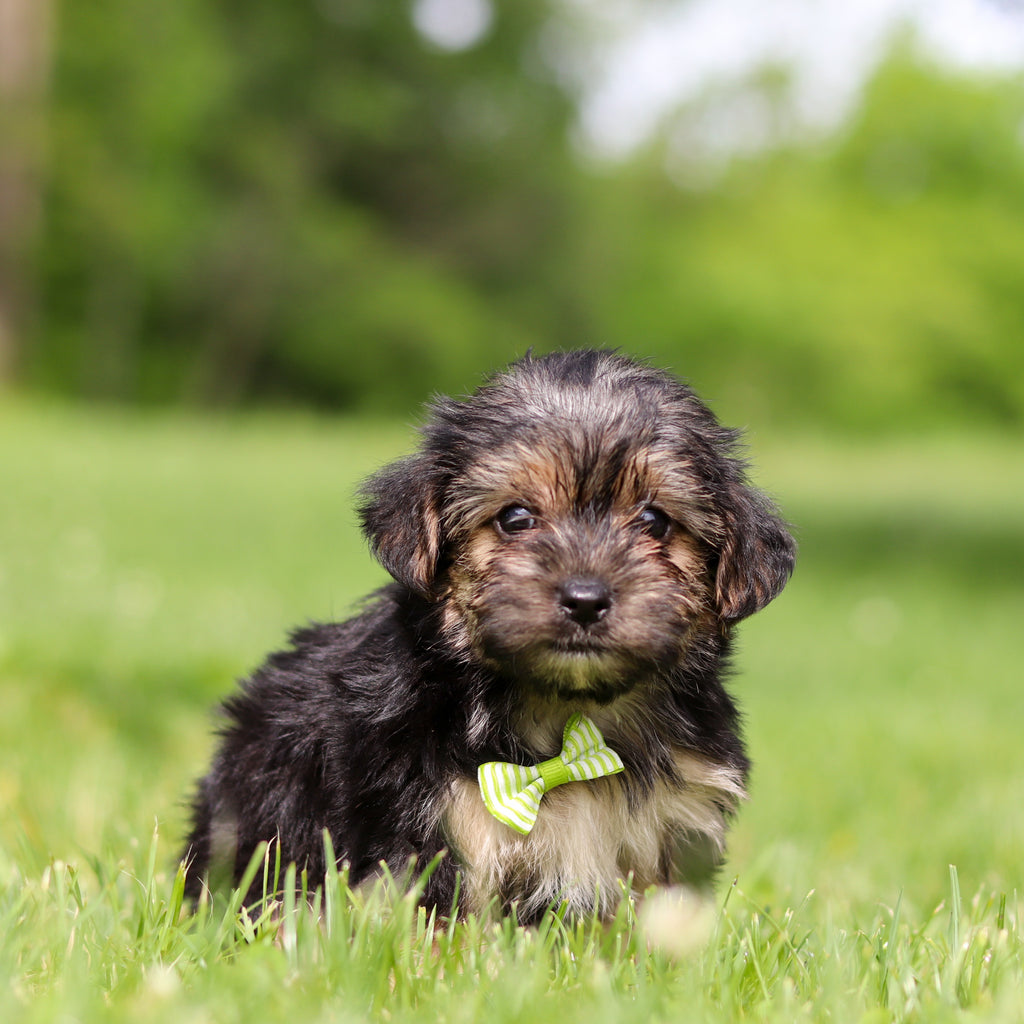 Ringo - Available 6/11