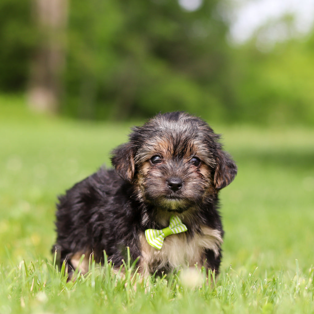 Ringo - Available 6/11