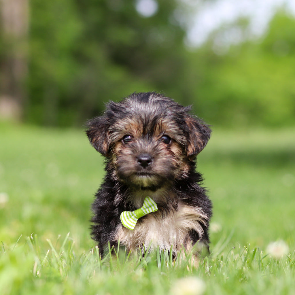 Ringo - Available 6/11