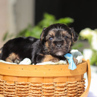 Ringo - Available 6/11