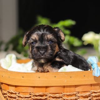 Ringo - Available 6/11