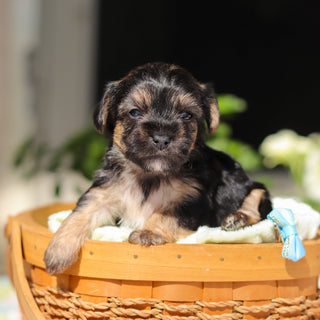 Ringo - Available 6/11