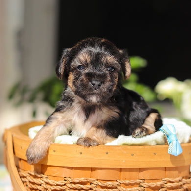 Ringo - Available 6/11