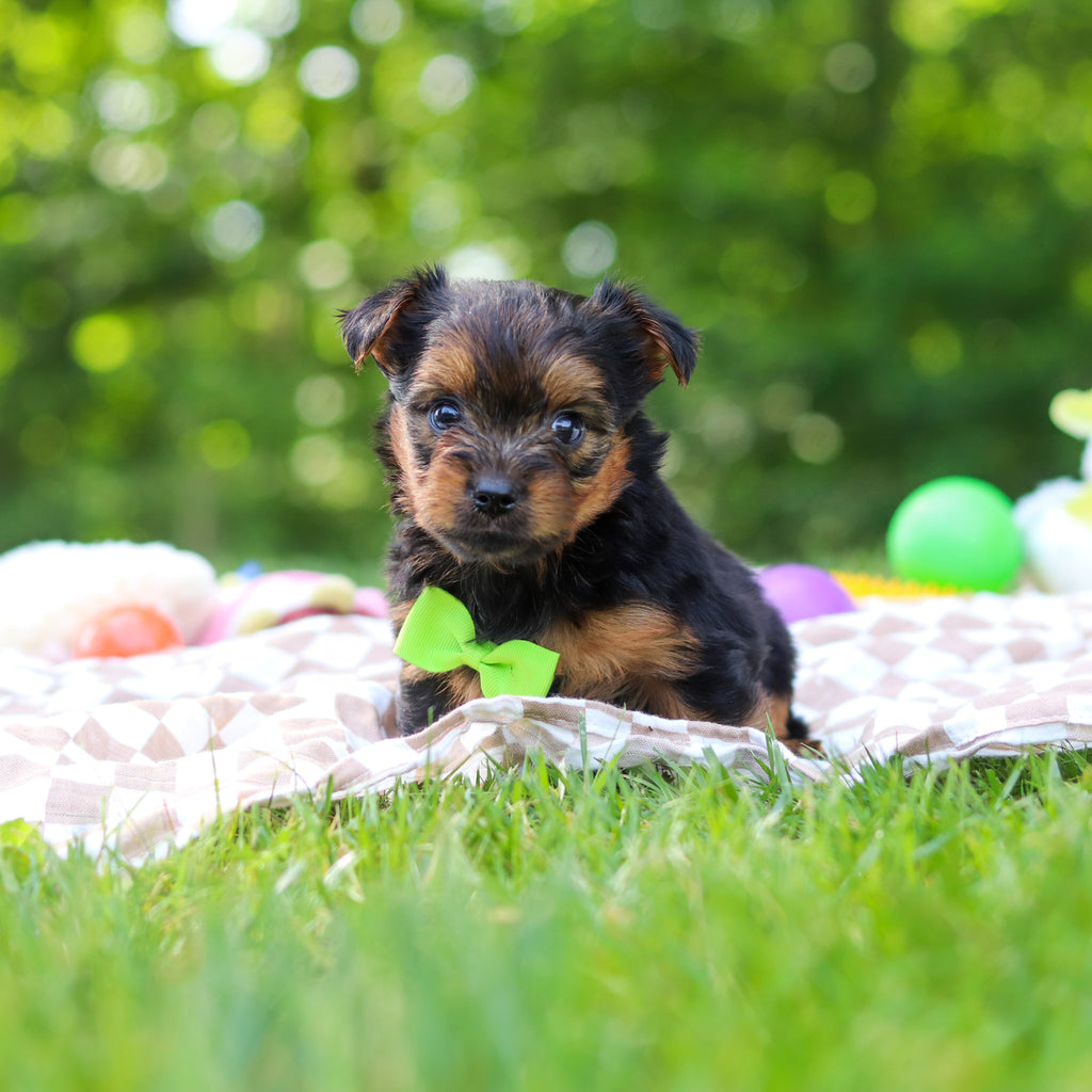Stafford - Available 6/25