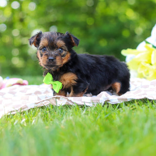 Stafford - Available 6/25