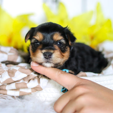 Racer - Available 6/4