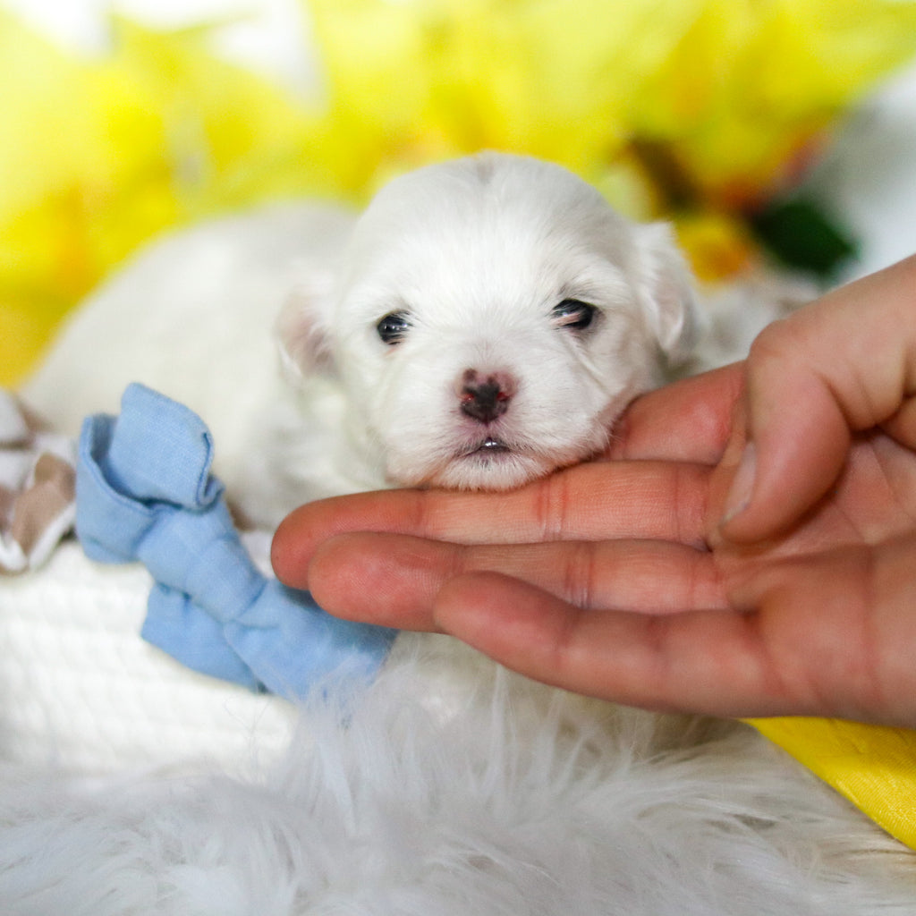 Ralphie - Available 6/4