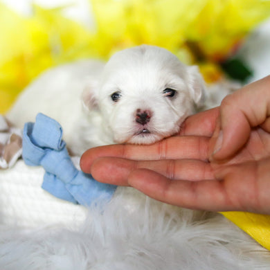 Ralphie - Available 6/4