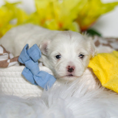 Ralphie - Available 6/4