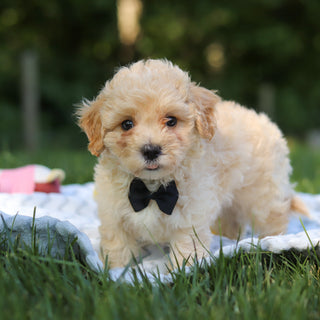Odin - Available 6/18