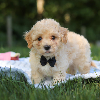 Odin - Available 6/18