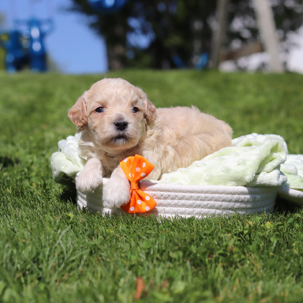 Odin - Available 6/18