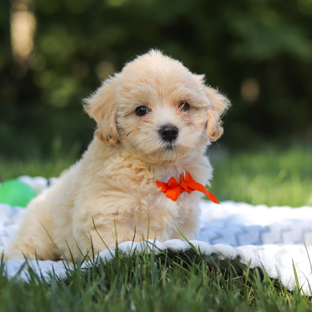 Otis - Available 6/18