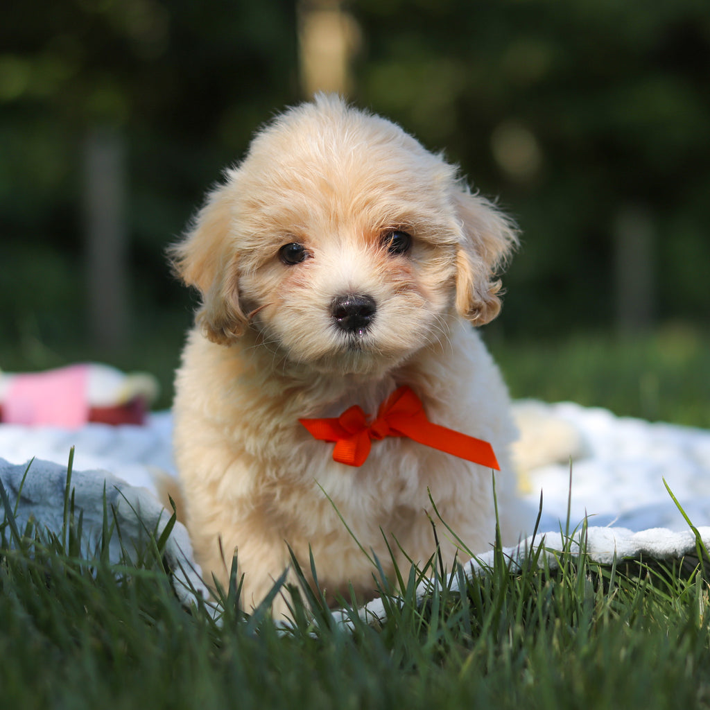 Otis - Available 6/18