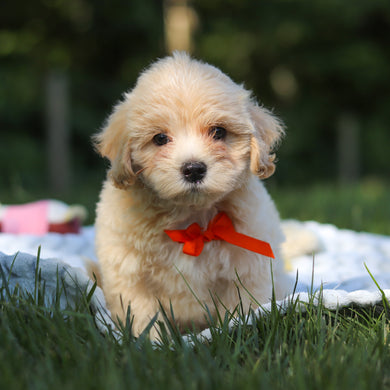 Otis - Available 6/18