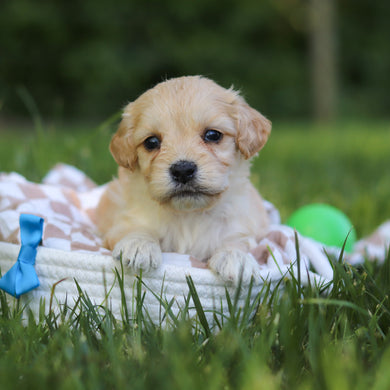 Jefferson - Available 7/9